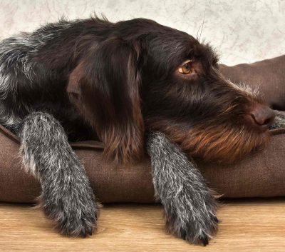 Hundebett-Landmarkt-Jahn