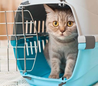 Transportbox-Katze-Landmarkt-Jahn
